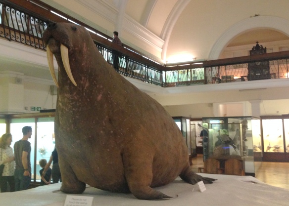 walrus horniman museum london